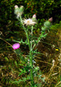 Cirsium arvense